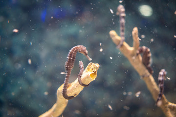 Amazing coral reef aquarium moment