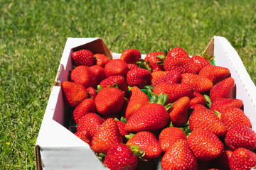 Freshly Picked Farm Fresh Strawberries Close Up in Natural Background