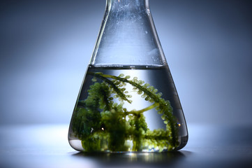 Algae seaweed in science experiments, laboratory research © chokniti