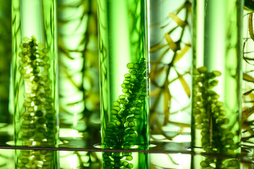 algae biofuel tube in biotech laboratory, Photobioreactor in lab algae fuel biofuel industry