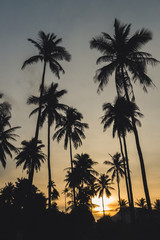 Obraz premium Palm trees at sunset