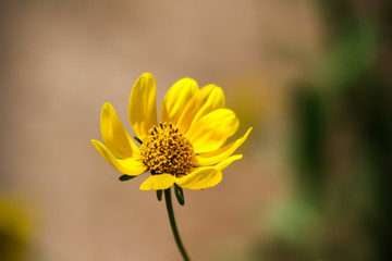 Yellow Desert Flower