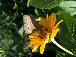 Coenonympha butterfly sits on a yellow Rudbeckia flower