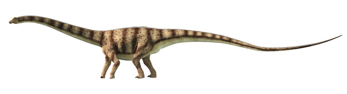 Diplodocus was a sauropod dinosaur that lived in North America during the late Jurassic. Here is is pictured on a white background.   3D Rendering.
