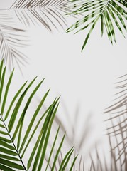 Tropical palm green leaves on  light pastel background. Unobtrusive botanical background with shadow on the wall - trend frame, cover, card, postcard, graphic design - 3D, render, illustration. 