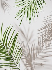 Tropical palm green leaves on  light pastel background. Unobtrusive botanical background with shadow on the wall - trend frame, cover, card, postcard, graphic design - 3D, render, illustration.  © JooLaR