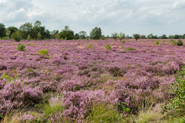 purple heather field has blossomed on the Veluwe in the Netherlands