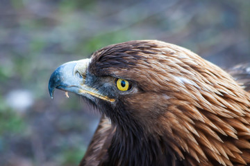Golden Eagle