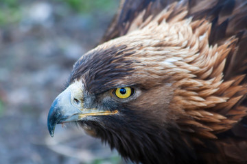 Golden Eagle