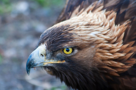 Golden Eagle