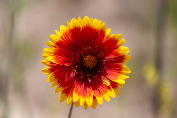 Indian Blanket Wildflower