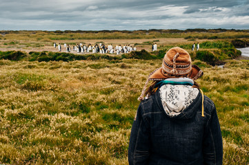 girl is looking at Colony of royal penguins on a background of yellow grass in chile