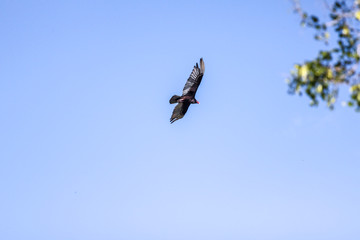 Turkey Vulture