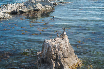 Flock of Pelicans on Rocks at Shell Beach, California