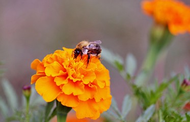 Kwiat pszczoła