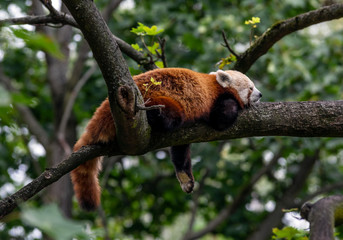 Red panda sleeping on a tree branch - Powered by Adobe