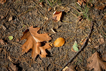 autumn leaves on the grass