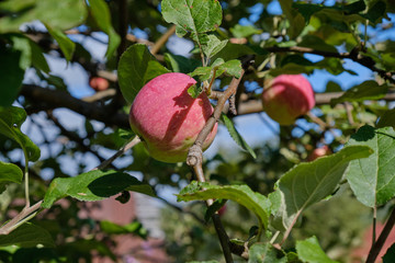 Ripe apples hang on the branches. Red apple