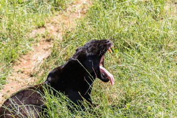 a black panther lying down while opening his mouth in a meadow