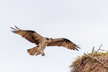 Nesting Osprey