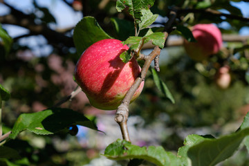 Ripe apples hang on the branches. Red apple