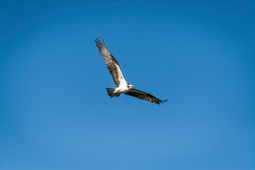 Obraz premium Osprey in Flight