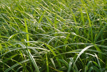 big green grass close up