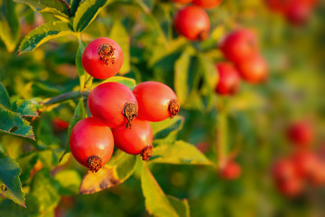 Ripe rose hips on the branches of a bush