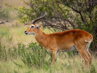 Naklejka na ściany i meble Impala in Queen Elizabeth National Park, Uganda