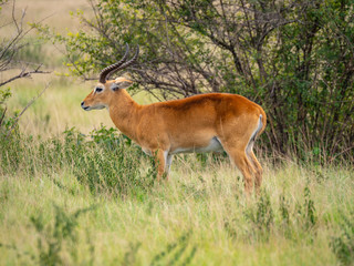 Impala in Queen Elizabeth National Park, Uganda