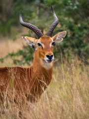 Naklejka na ściany i meble Impala in Queen Elizabeth National Park, Uganda