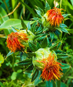 Spring Orange Wildflowers
