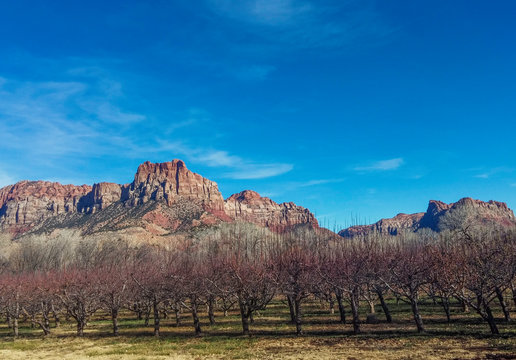 Late fall apple tree orchard in Springdale Utah 