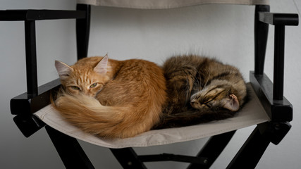 domestic cats sleep on a folding chair and warm each other