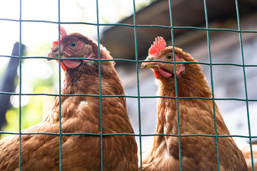 Two hens behind a fence facing left