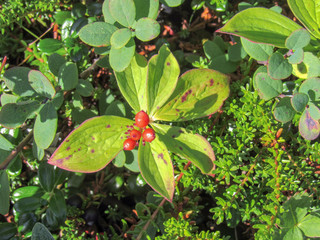 Red Fruit from Tundra