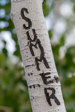 Summer Carved into an Aspen Tree
