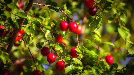 Red Plumes on a Tree