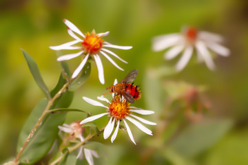 White Daisy Flowers with a Red Bug