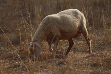 Fototapeta premium Travel In Mallorca