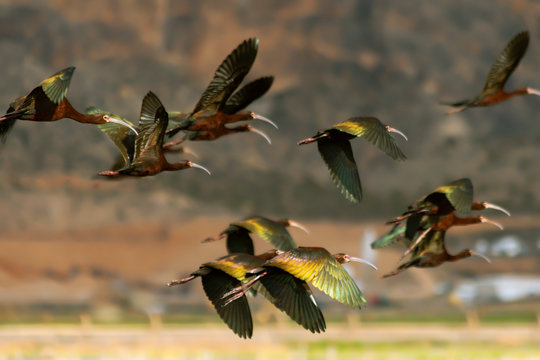 Flying White-face Ibis