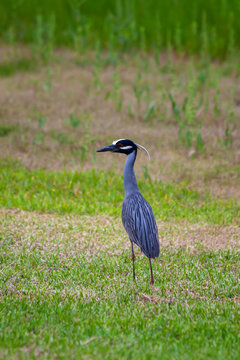 Yellow Crowned Night Heron in a meadow