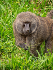 Baboon in Queen Elizabeth National Park, Uganda