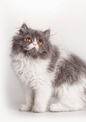 Fototapeta premium Funny persian kitten on white