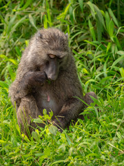 Baboon in Queen Elizabeth National Park, Uganda