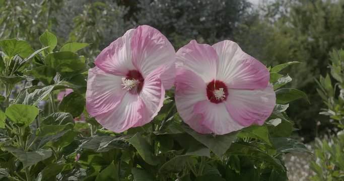 (Hibiscus moscheutos) Der Sumpfeibisch oder Roseneibisch. Riesige hellrosa bl&uuml;ten nur einen Tag lang