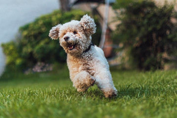 White poodle toy running towards the camera, very happy, playing, trained, on green grass in a...