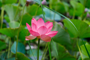 Obraz premium Beautiful lotus flowers with minted in its natural habitat, against the background of its leaves. Medium plan.