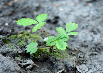Strawberry seedlings grown from seeds and planted in the ground