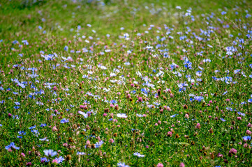 Blue flowers of chicory large on the background of summer flowering meadows. Background. Copy space